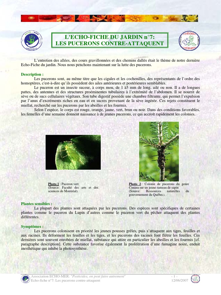 Fourmis Dans Le Jardin Inspirant Echo Fiche 7 Les Pucerons Pdf Lutte Biologique