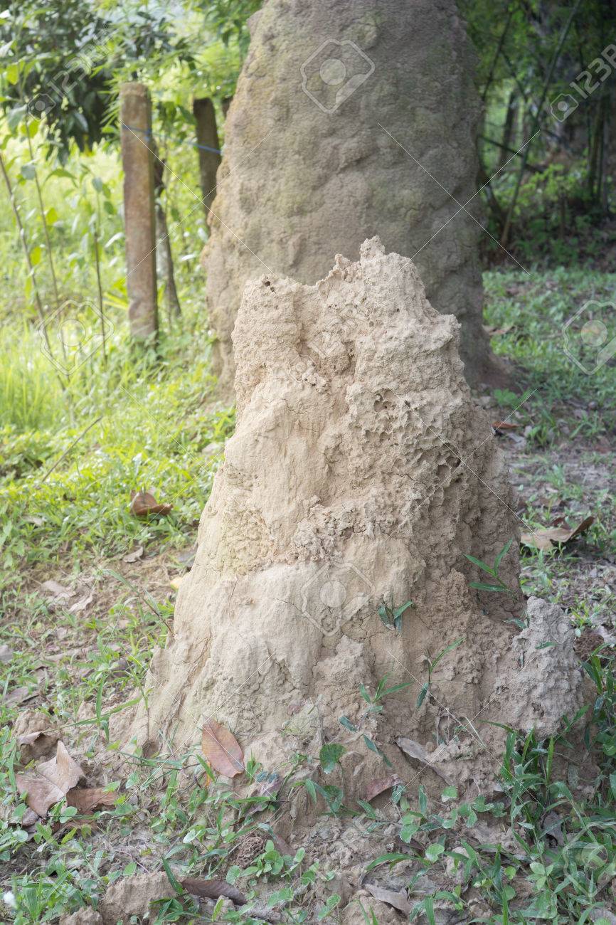 photo grande fourmilière avec une colonie de fourmis dans le jardin