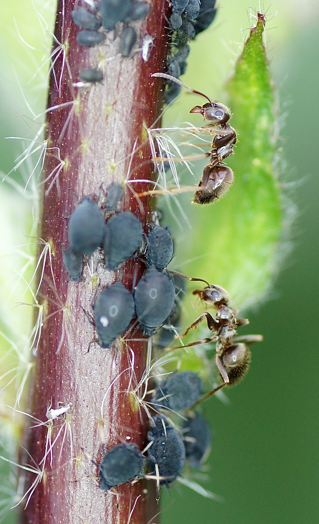 Fourmis Dans Le Jardin Inspirant La Fourmi Noire Des Jardins Hyménopt¨res Quel Est Cet