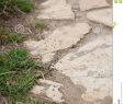 Fourmis Dans Le Jardin Luxe Chemin Des Fourmis Se Suivant De Leur Chemin Vers La Colonie