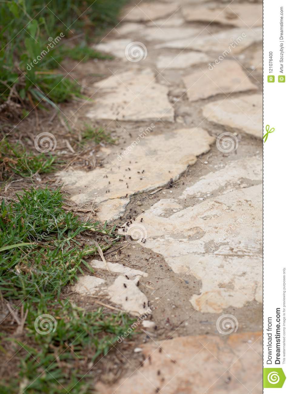 chemin des fourmis se suivant leur vers colonie dusty pathway pavé rond situé jardin plan rapproché image