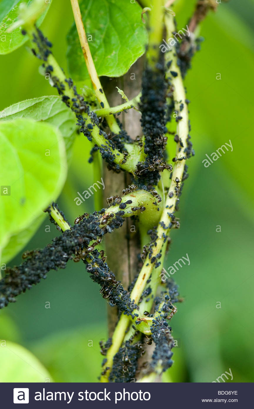 l aphis fabae scopoli haricots noirs les pucerons et fourmis sur l haricot d une plante dans un jardin de legumes bdg6ye