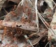 Fourmis Dans Le Jardin Luxe Les Fourmis De Jardin Battent Sur La Lame Verte sous Le