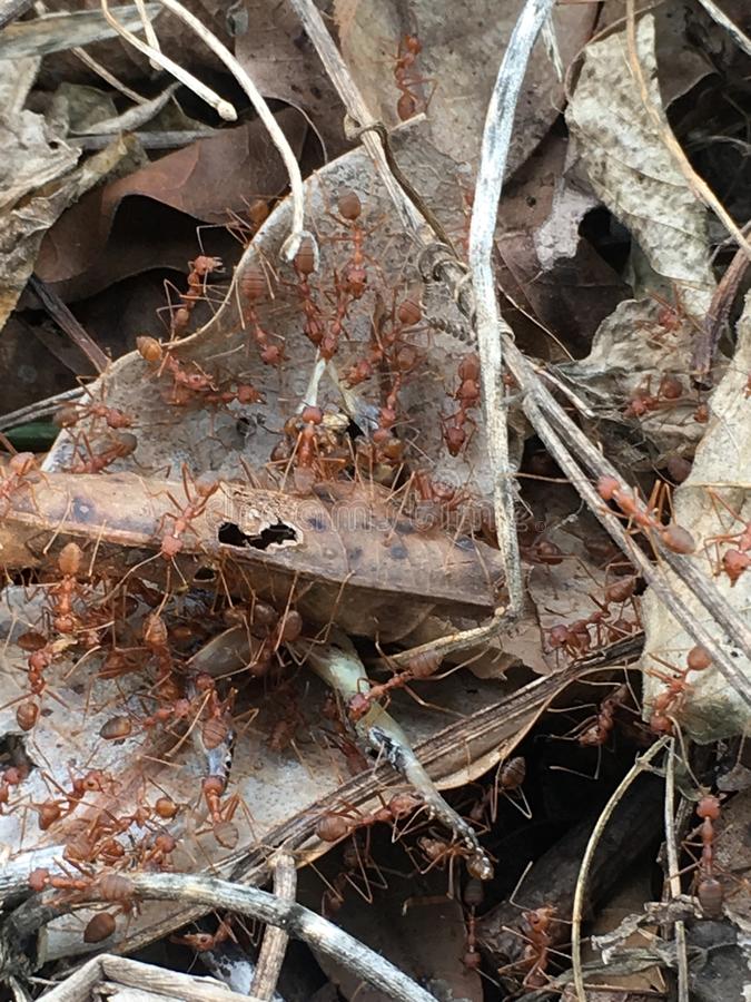 fourmis rouges sur le plancher dans jardin