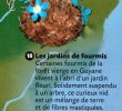 Fourmis Dans Le Jardin Luxe Les Plantes Et Les Fourmis