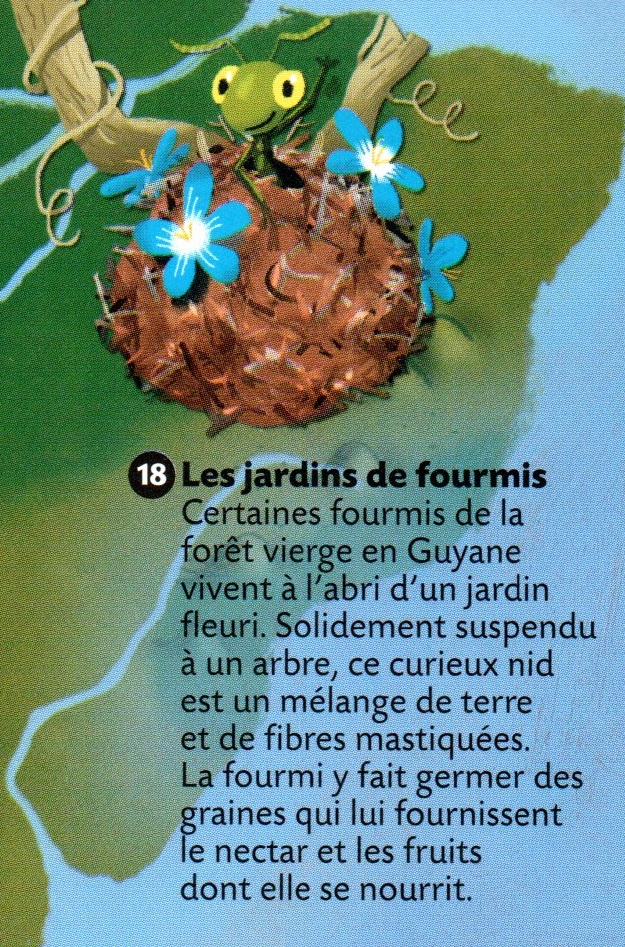 c est pas sorcier jardins fourmis