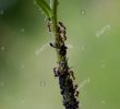 Fourmis Dans Le Jardin Luxe Les Pucerons Aphidoidea Avec Des Fourmis Sur Le Tronc D