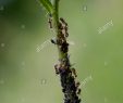 Fourmis Dans Le Jardin Luxe Les Pucerons Aphidoidea Avec Des Fourmis Sur Le Tronc D