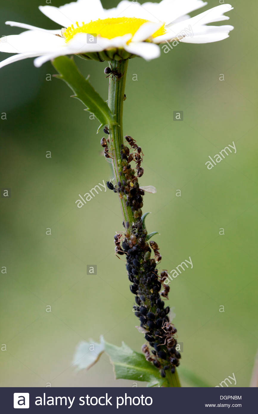 les pucerons aphidoidea avec des fourmis sur le tronc dune marguerite leucanthemum vulgare le jardin botanique berlin dgpnbm