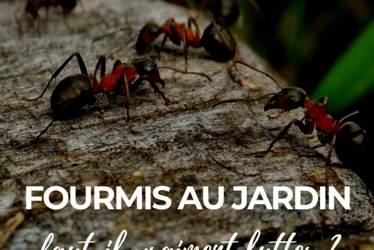 Fourmis Dans Le Jardin Nouveau Fourmis Au Jardin Faut Il Lutter Pourquoi Ment