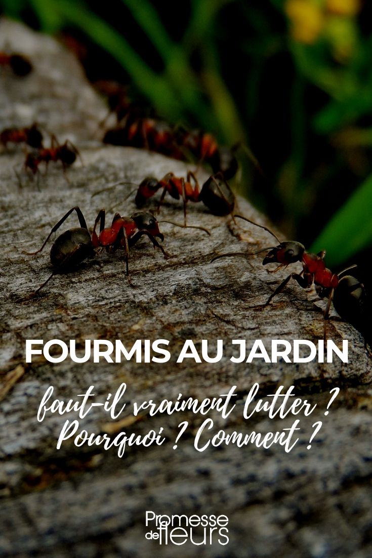 Fourmis Dans Le Jardin Nouveau Fourmis Au Jardin Faut Il Lutter Pourquoi Ment