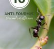 Fourmis Dans Le Jardin Nouveau Jardin 10 Anti Fourmis Naturels Et Efficaces Avec Images