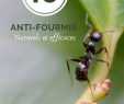 Fourmis Dans Le Jardin Nouveau Jardin 10 Anti Fourmis Naturels Et Efficaces Avec Images