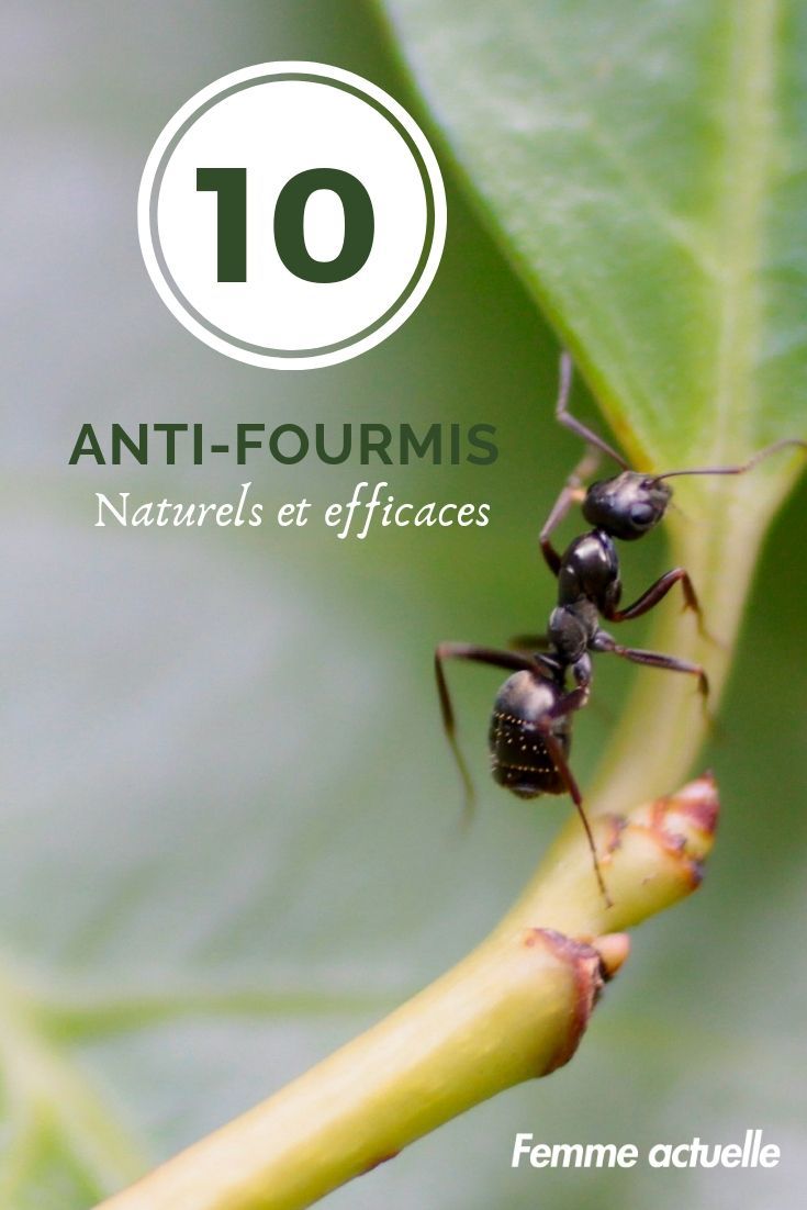 Fourmis Dans Le Jardin Nouveau Jardin 10 Anti Fourmis Naturels Et Efficaces Avec Images