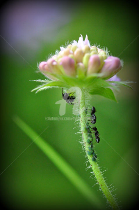 les fourmis open=report artwork