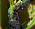 Fourmis Dans Le Jardin Nouveau Les Simulies Puceron Noir De La F¨ve Aphis Fabae Jardin