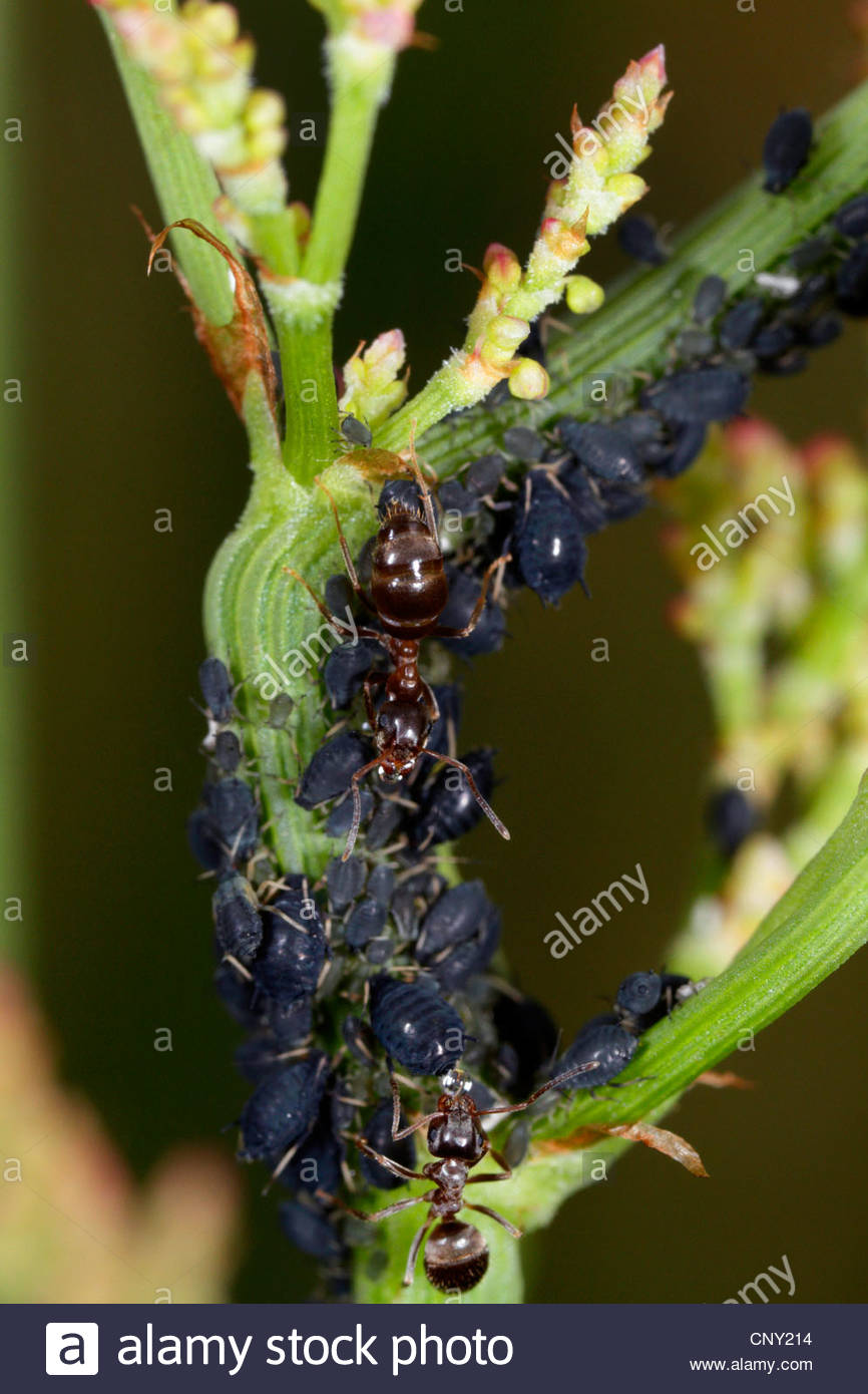 les simulies puceron noir de la feve aphis fabae jardin noir fourmis traire puceron noir de la feve aphis fabae lallemagne la baviere cny214
