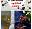 Fourmis Dans Le Jardin Nouveau Ment Tuer Les Fourmis Sans Insecticides Et Avec Un Seul