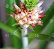 Fourmis Dans Le Jardin Unique Fermez Vous Des Feuilles Et Des Fourmis De Fleur De Bébé D