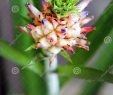 Fourmis Dans Le Jardin Unique Fermez Vous Des Feuilles Et Des Fourmis De Fleur De Bébé D