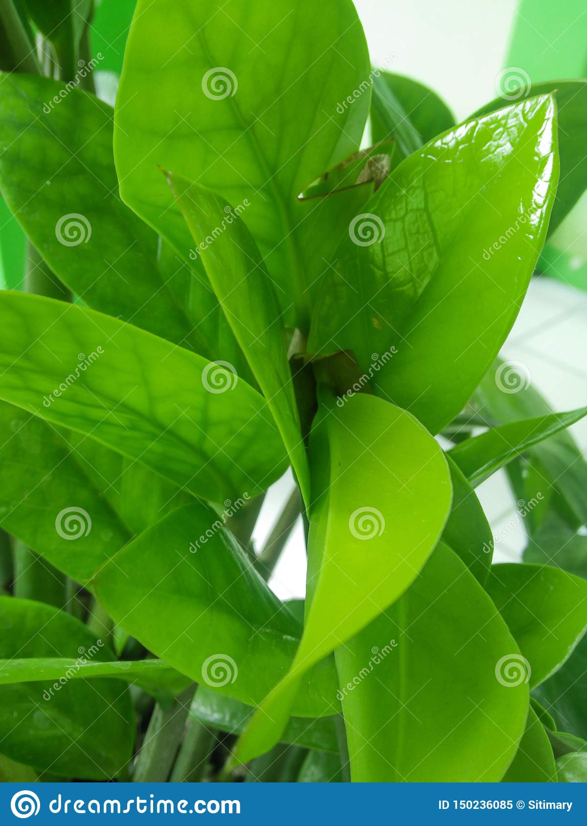 feuilles fra ches jardin collection fourmis arbre branche fraîche ressort vert été feuille tropical floral naturel image