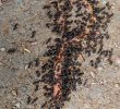 Fourmis Dans Le Jardin Unique Jardin Noir Noir Mun Fourmis Lasius Niger Ant Ver De