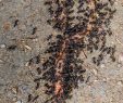 Fourmis Dans Le Jardin Unique Jardin Noir Noir Mun Fourmis Lasius Niger Ant Ver De