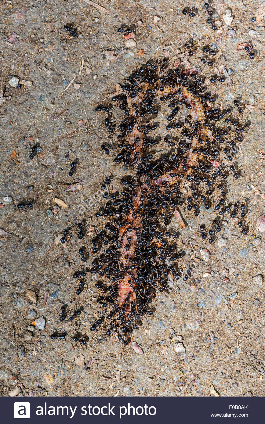 jardin noir noir mun fourmis lasius niger ant ver de l alimentation f0b8ak