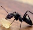 Fourmis Dans Le Jardin Unique Science Et Technologie