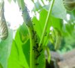 Fourmis Dans Le Jardin Unique Une Collection De Fourmis Rouges Grouillant Autour Des