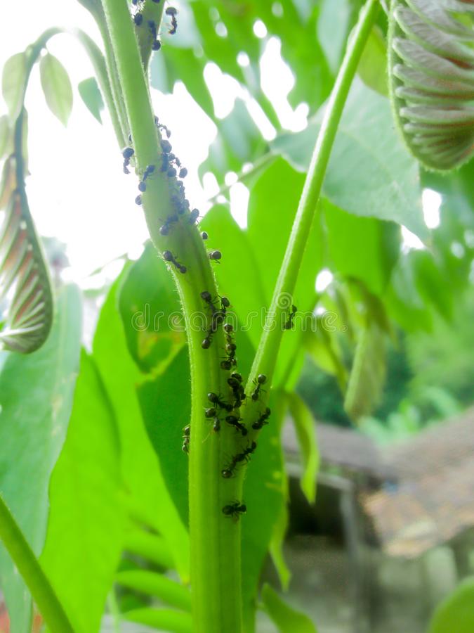 Fourmis Dans Le Jardin Unique Une Collection De Fourmis Rouges Grouillant Autour Des