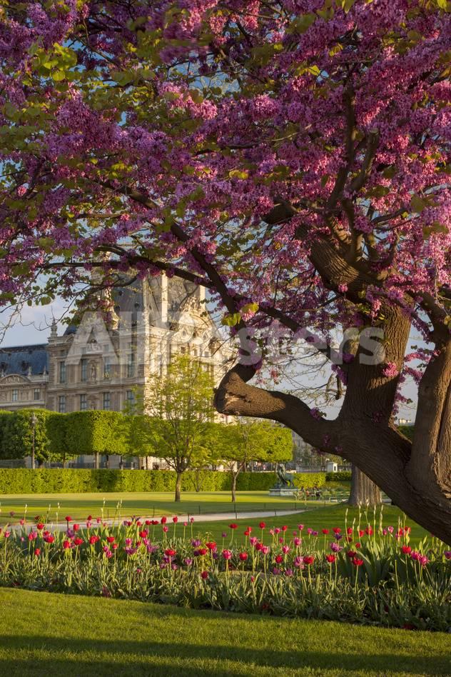 Evening in Jardin des Tuileries with Musee du Louvre Paris France Posters i