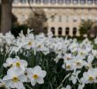 Jardin Du Louvre Beau Park It In Paris Jardin Du Palais Royal — Simply Sara Travel