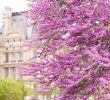 Jardin Du Louvre Best Of La Floraison Des Arbres De Criquets Au Printemps Dans Les