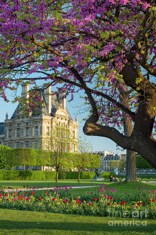 Jardin Du Louvre Frais Springtime In Paris