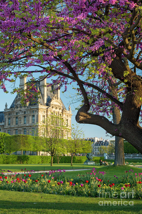Jardin Du Louvre Luxe Springtime In Paris