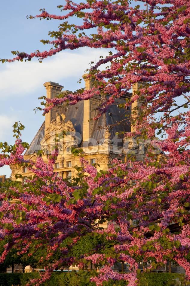 Trees in Jardin des Tuileries with Musee du Louvre Paris France Posters i