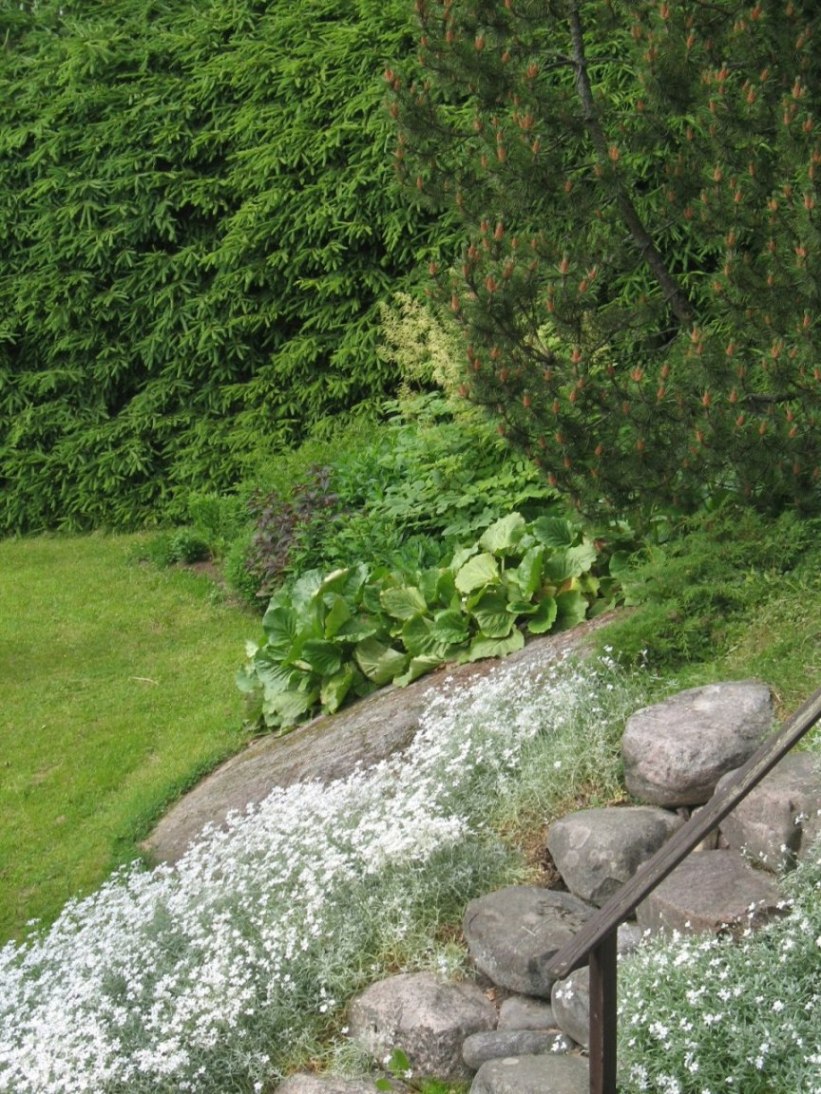 jardin pente cerastium tomentosum