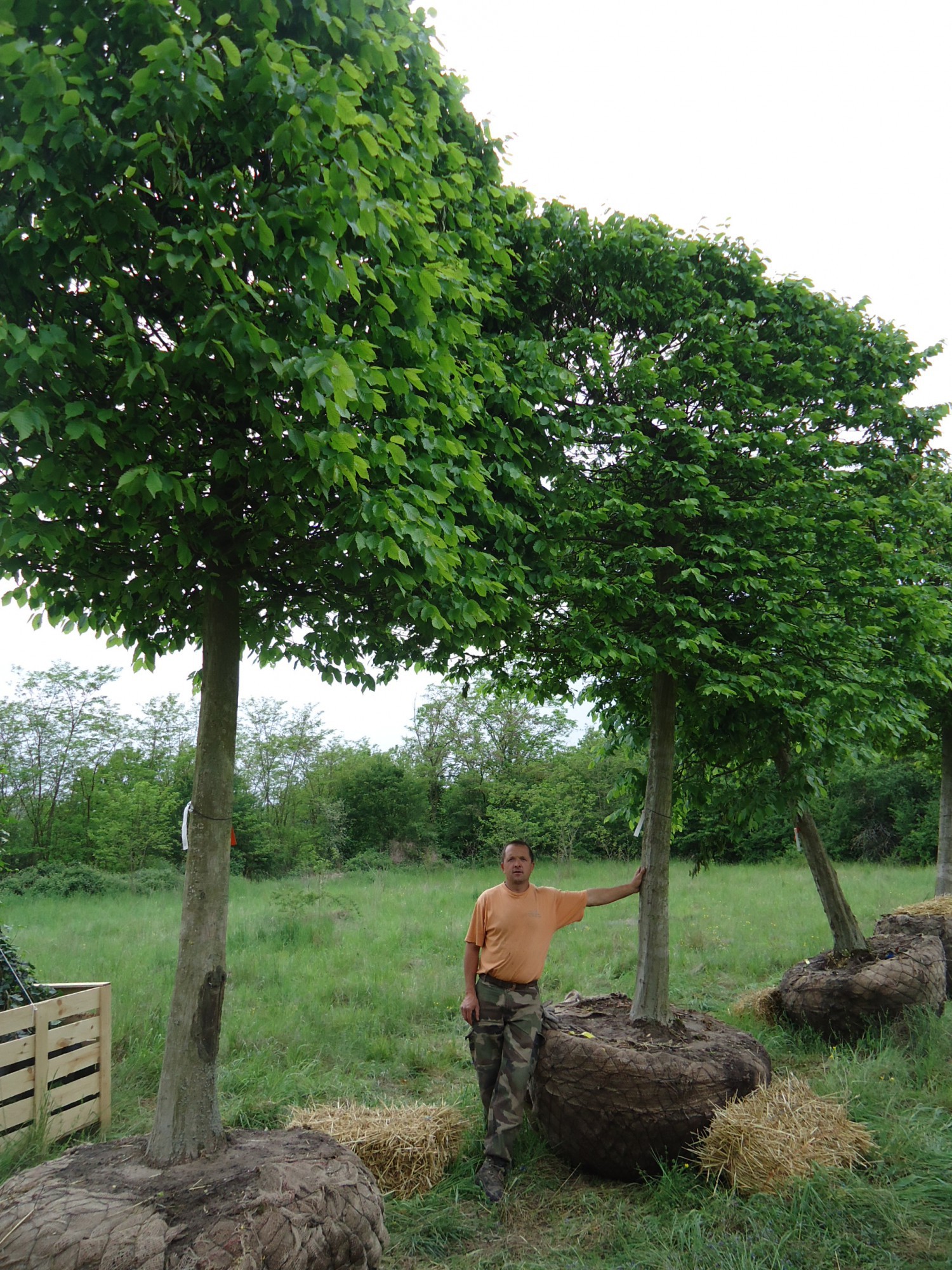 Jardin Paysager Moderne Frais Massif Paysager Contemporain Paysagiste Alsace Lehmann