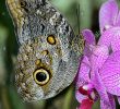 Le Jardin Des Papillons Beau Caligo Eurilochus Papillon Hibou Papillon Nymphalidae