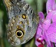 Le Jardin Des Papillons Beau Caligo Eurilochus Papillon Hibou Papillon Nymphalidae