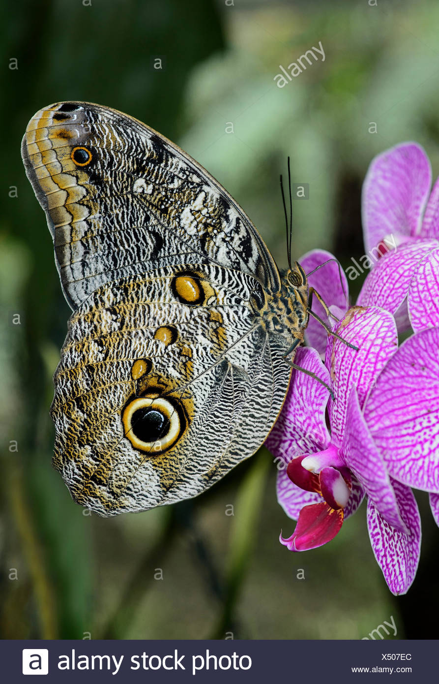 Le Jardin Des Papillons Beau Caligo Eurilochus Papillon Hibou Papillon Nymphalidae