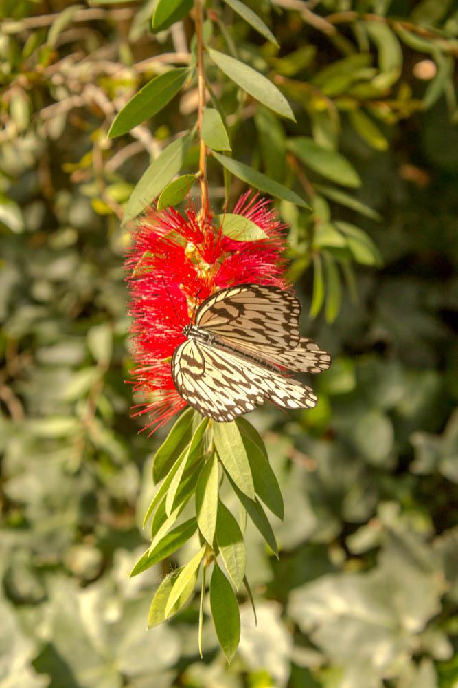 jardin des papillons hunawihr