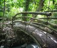 Le Jardin Des Papillons Beau Martinique