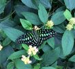 Le Jardin Des Papillons Beau Un toon Au Canada En Famille Au Jardin Botanique Au Milieu