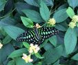 Le Jardin Des Papillons Beau Un toon Au Canada En Famille Au Jardin Botanique Au Milieu