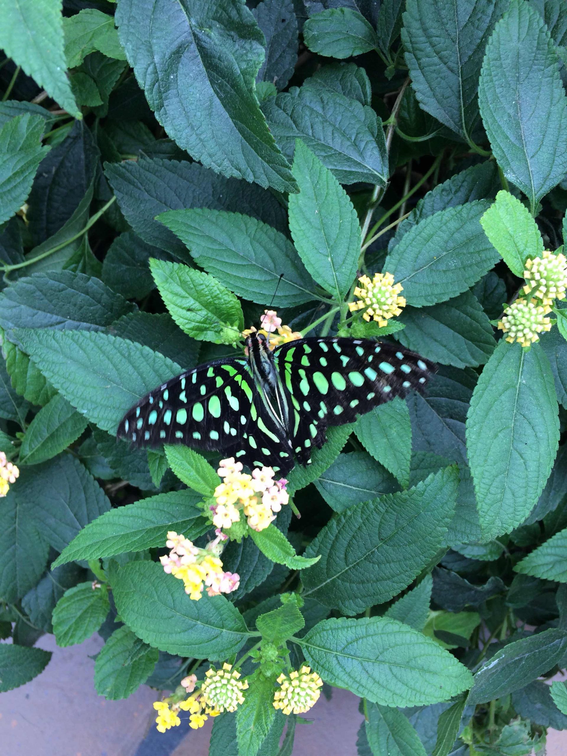 Le Jardin Des Papillons Beau Un toon Au Canada En Famille Au Jardin Botanique Au Milieu