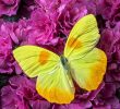 Le Jardin Des Papillons Beau Yellow butterfly Pink Azalea