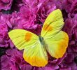 Le Jardin Des Papillons Beau Yellow butterfly Pink Azalea
