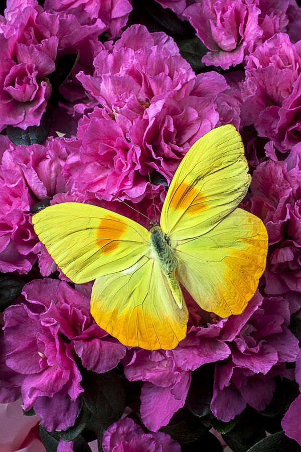 Le Jardin Des Papillons Beau Yellow butterfly Pink Azalea